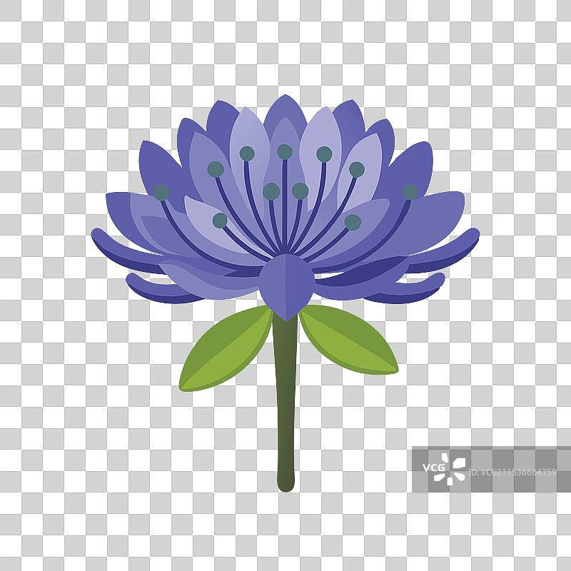 孤立的非洲百合花，平放在白色背景上图片素材