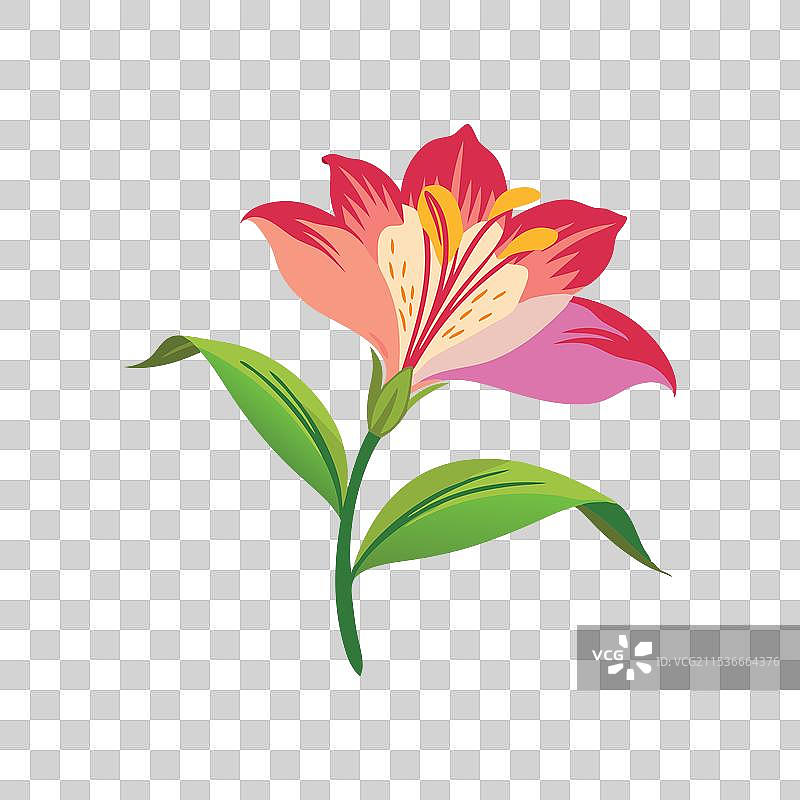 孤立的白色背景上的百合花图片素材