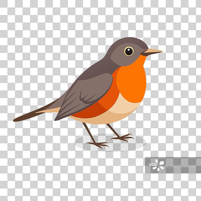 美国知更鸟孤立在白色背景上图片素材
