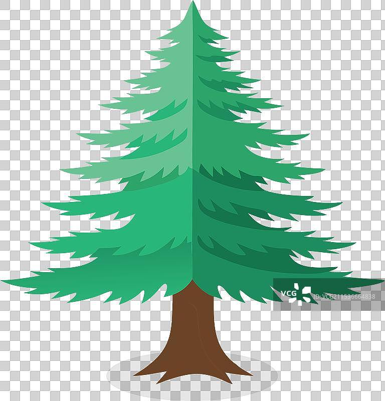 大西洋白雪松树孤立在白色背景上图片素材