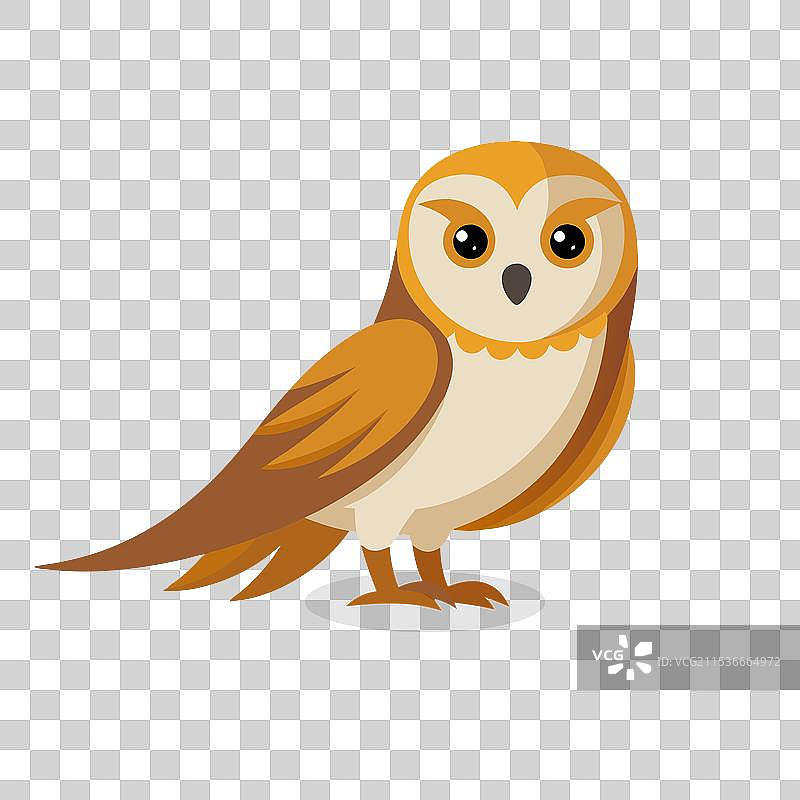 孤立在白色背景上的仓鸮鸟图片素材