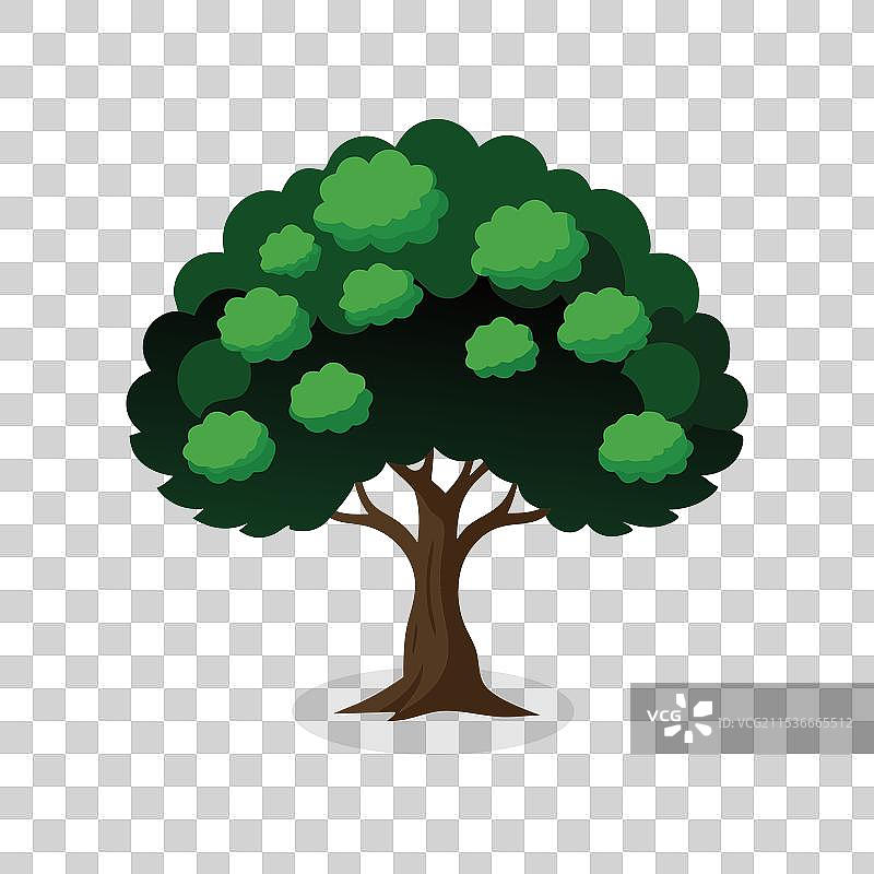 黑桑树孤立在白色背景上图片素材