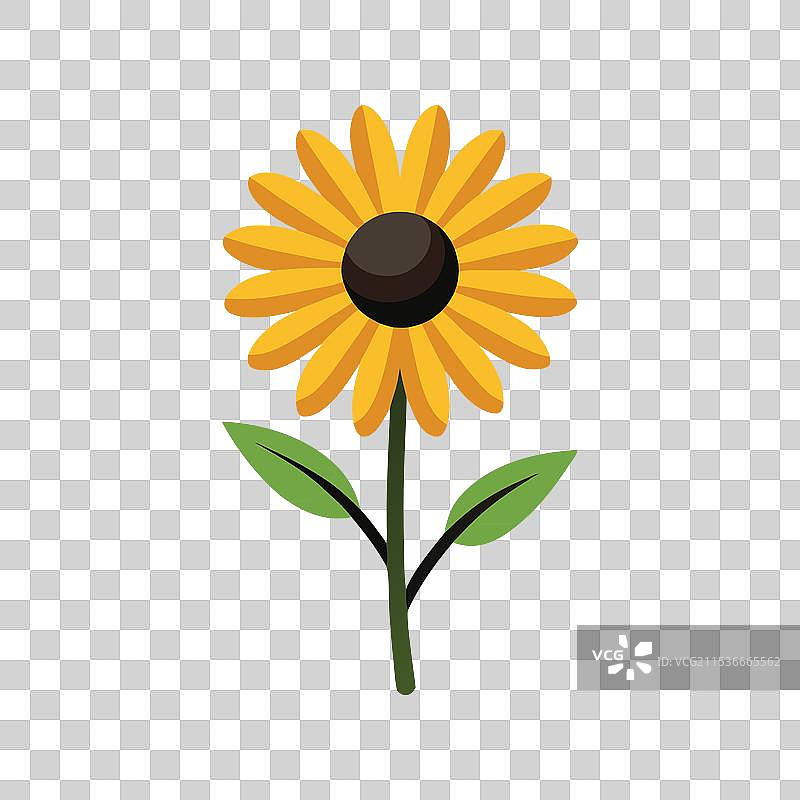 孤立在白色背景上的黑眼苏珊花图片素材