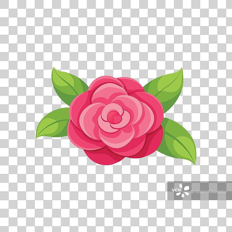 孤立的山茶花平铺在白色背景上图片素材