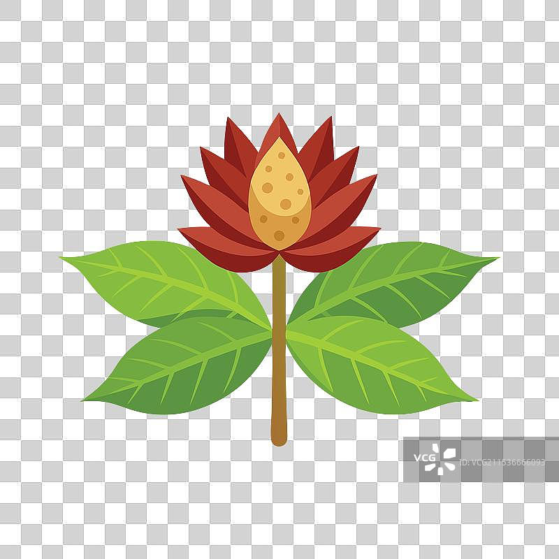 蓖麻花单独平铺在白色背景上图片素材
