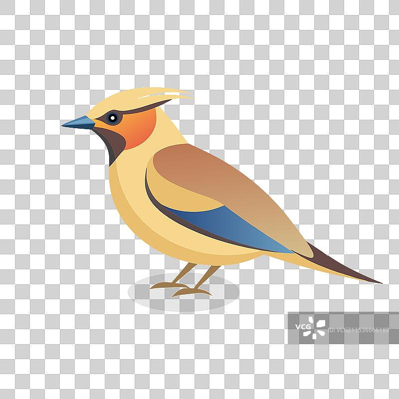 孤立在白色背景上的雪松蜡嘴雀图片素材