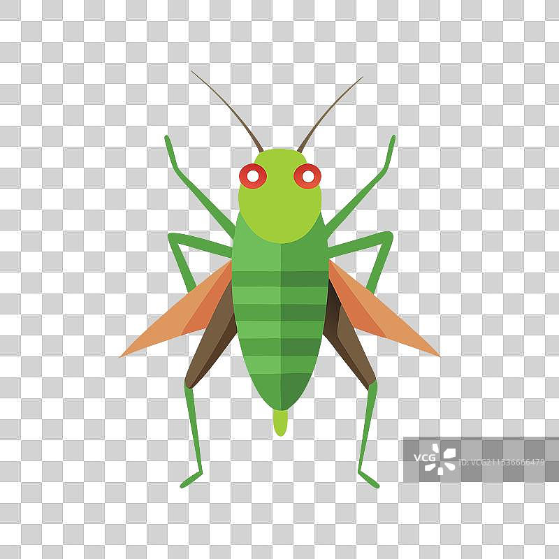 锥头蟋蟀昆虫，孤立在白色背景上图片素材