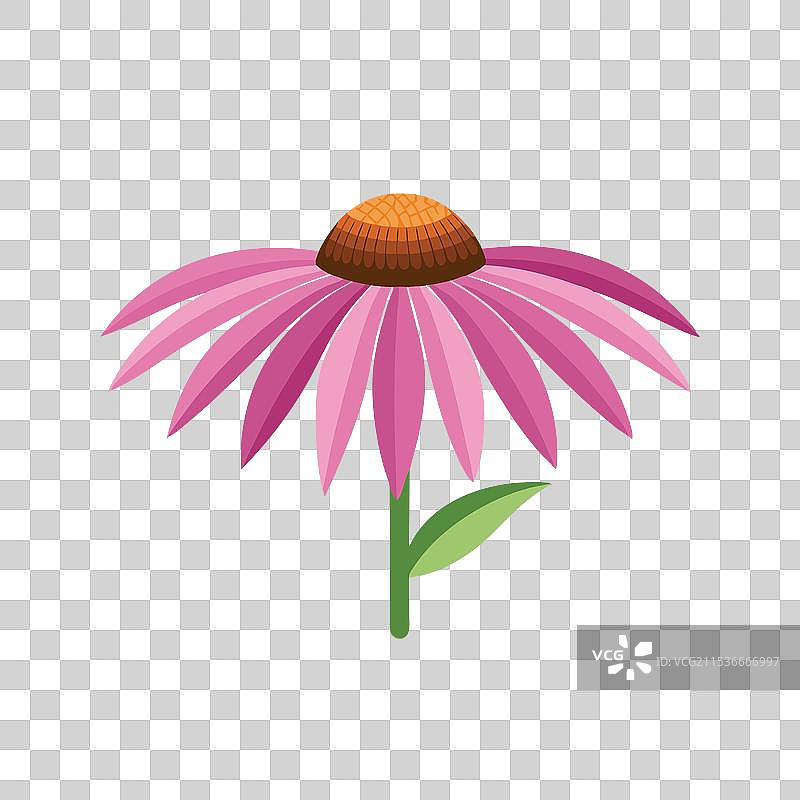 紫锥花孤立在白色背景上图片素材