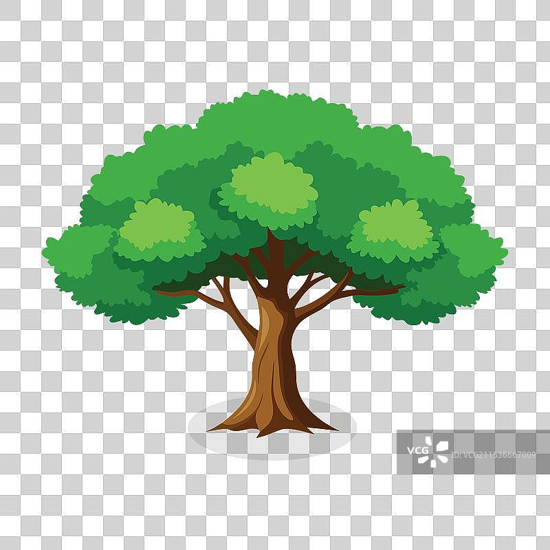 孤立的榆树，平放在白色背景上图片素材