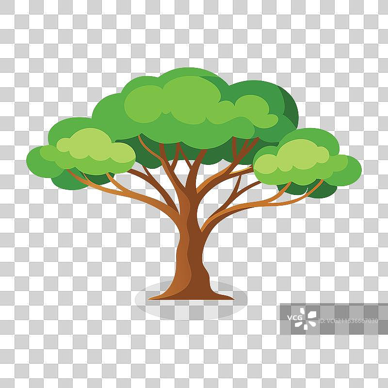 孤立的桉树，平放在白色背景上图片素材