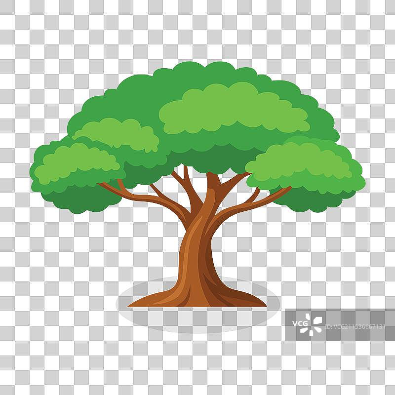 无花果树孤立在白色背景上图片素材