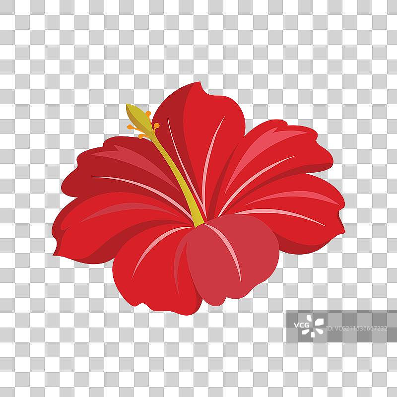 孤立的芙蓉花瓣平放在表面上图片素材