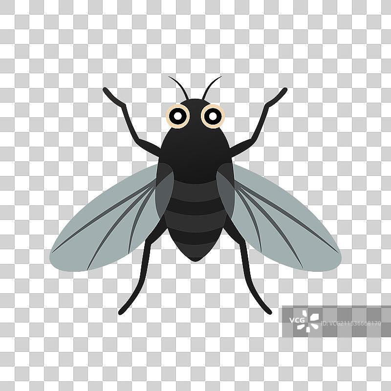 马蝇昆虫，孤立在白色背景上图片素材