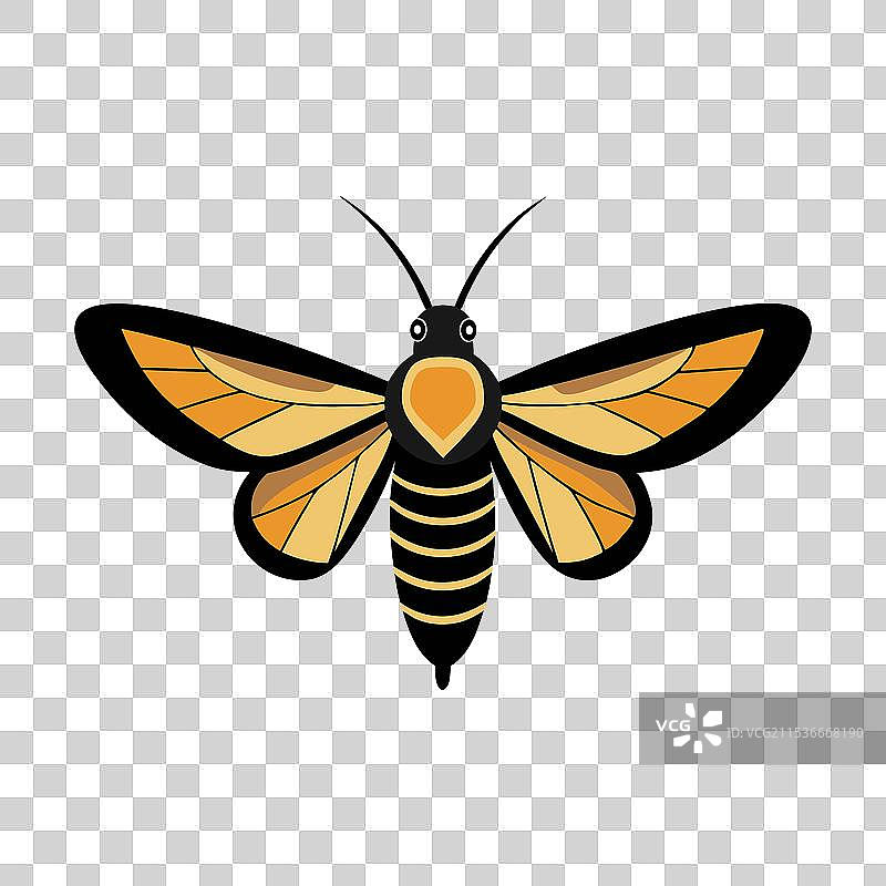 蜂鸟蛾昆虫，孤立在白色背景上图片素材