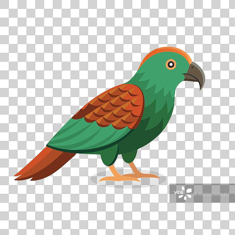 孤立在白色背景上的凯亚鸟图片素材