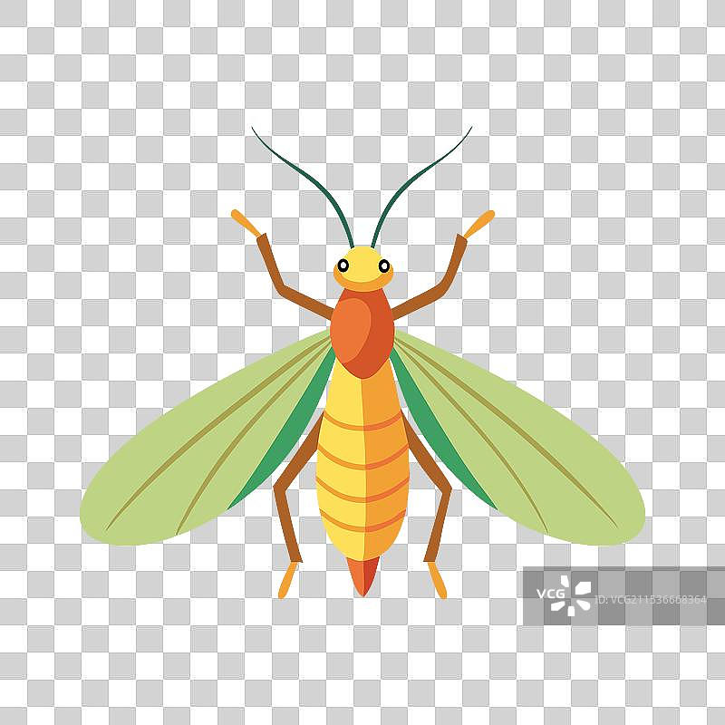 孤立的花边虫，背景为纯白色图片素材