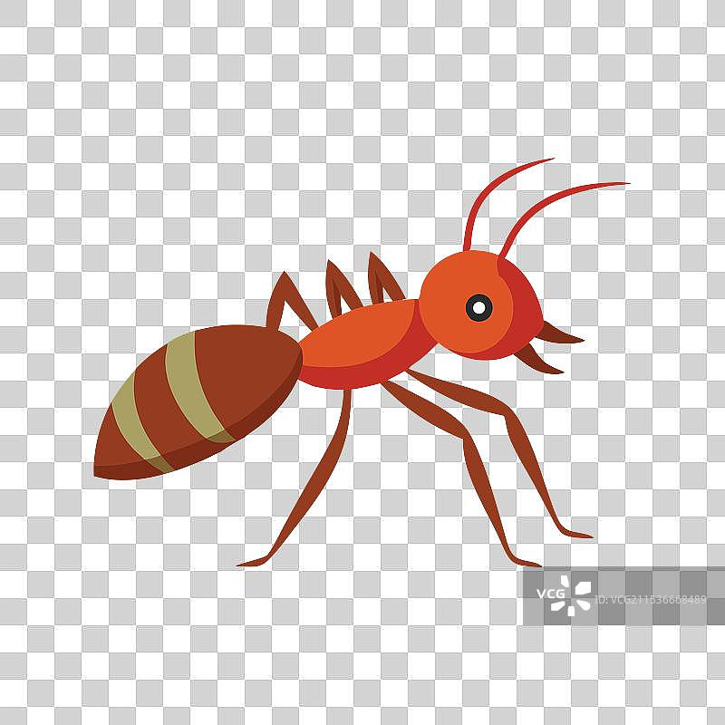 割叶蚁昆虫，孤立在白色背景上图片素材