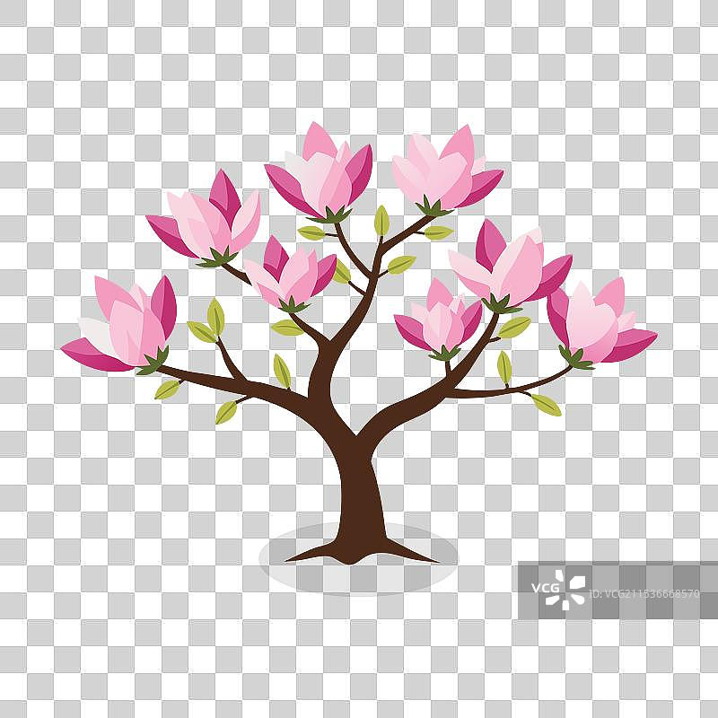 孤立的白色背景上的木兰树图片素材