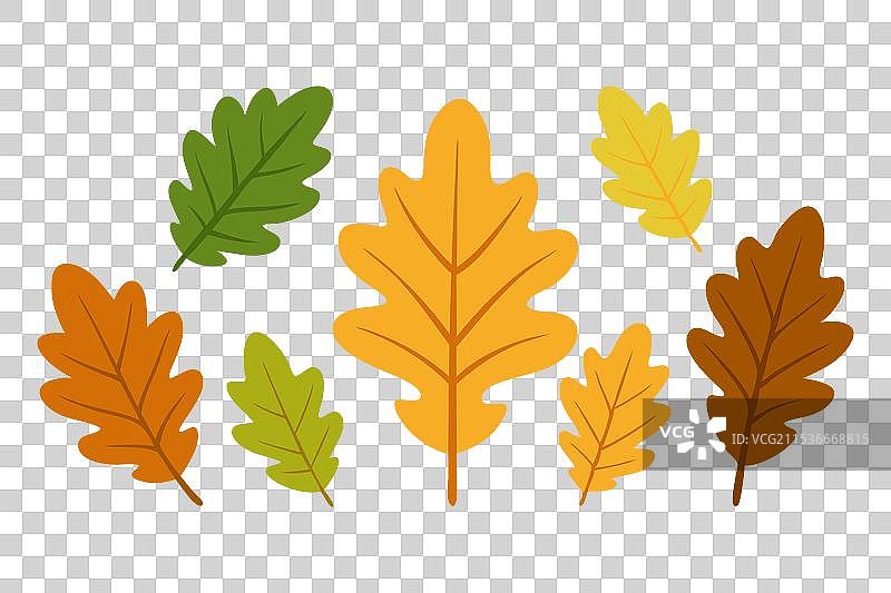 孤立的橡树叶子组，背景为白色图片素材