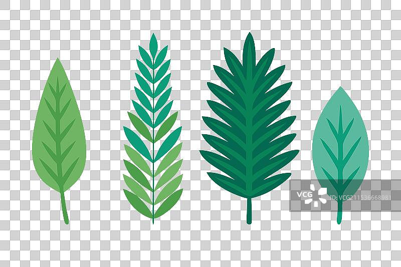 孤立在白色背景上的松叶组合图片素材