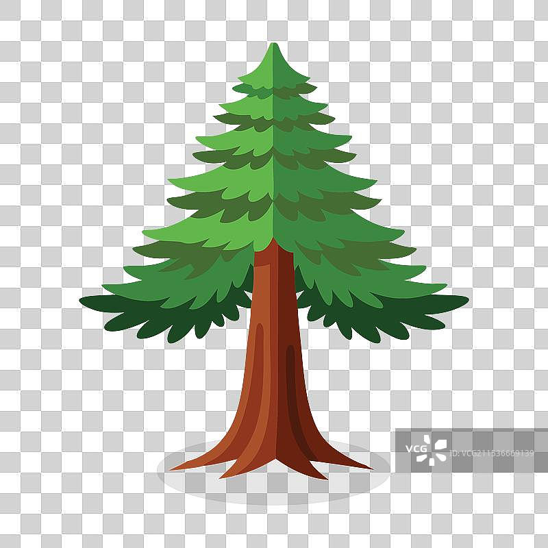 孤立的红杉树，背景为白色平面图片素材