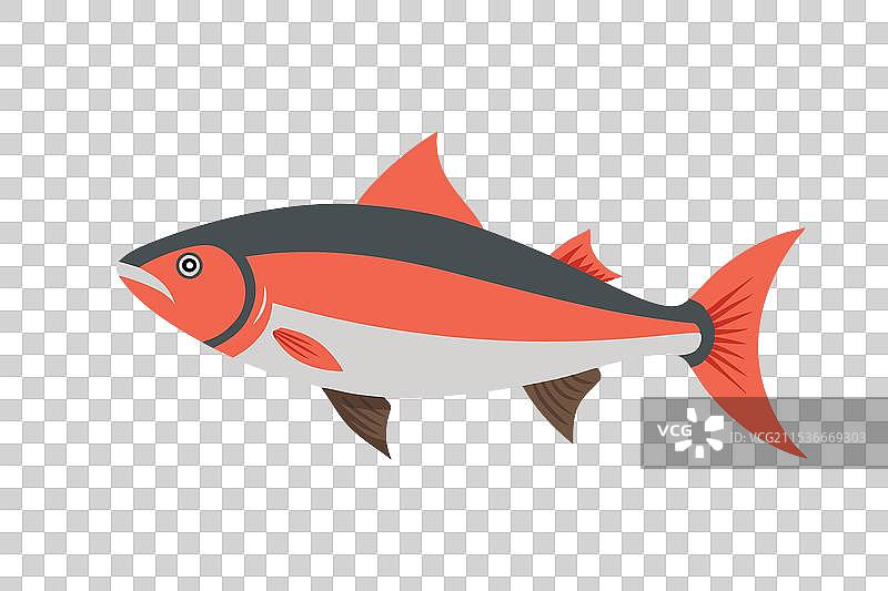 鲑鱼鱼类在白色背景上平铺展示图片素材