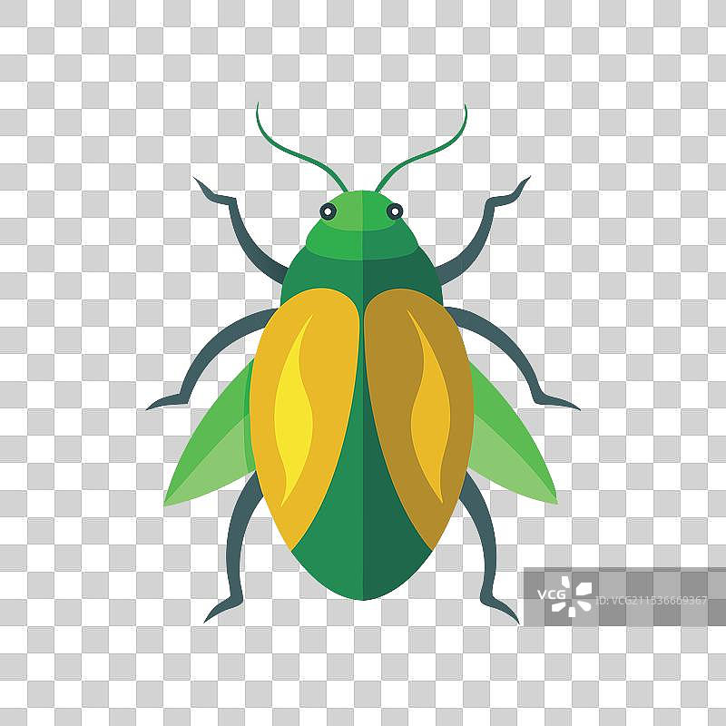 闪亮的叶甲虫昆虫，孤立在白色背景上图片素材