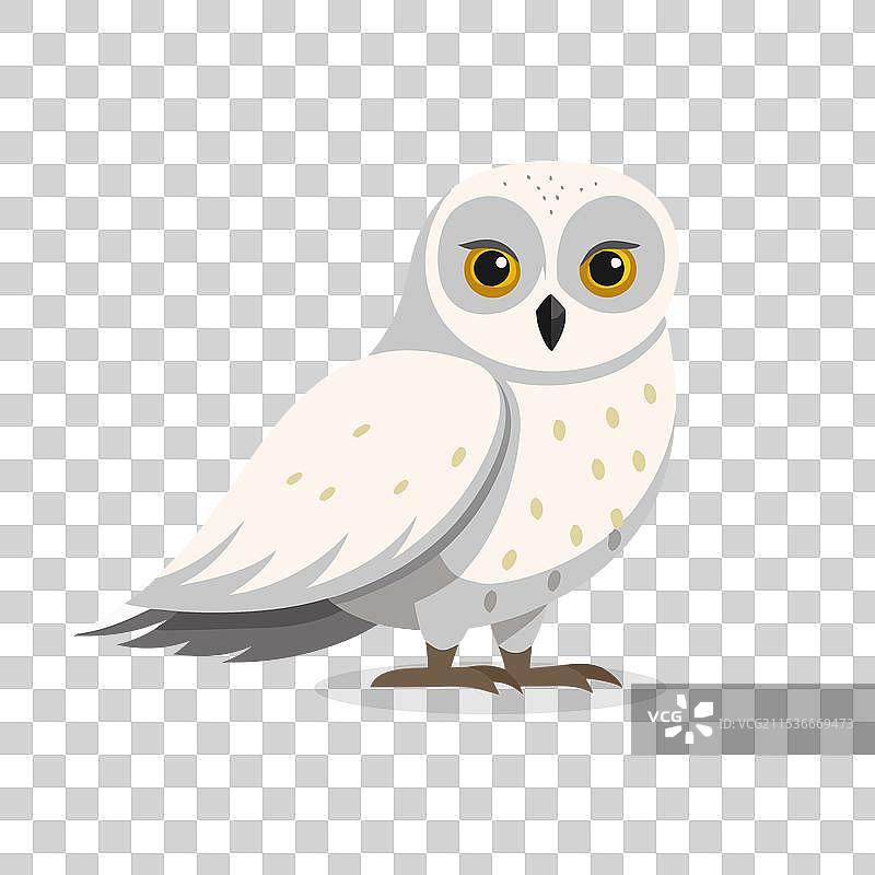 白色背景上孤立的雪鸮鸟图片素材