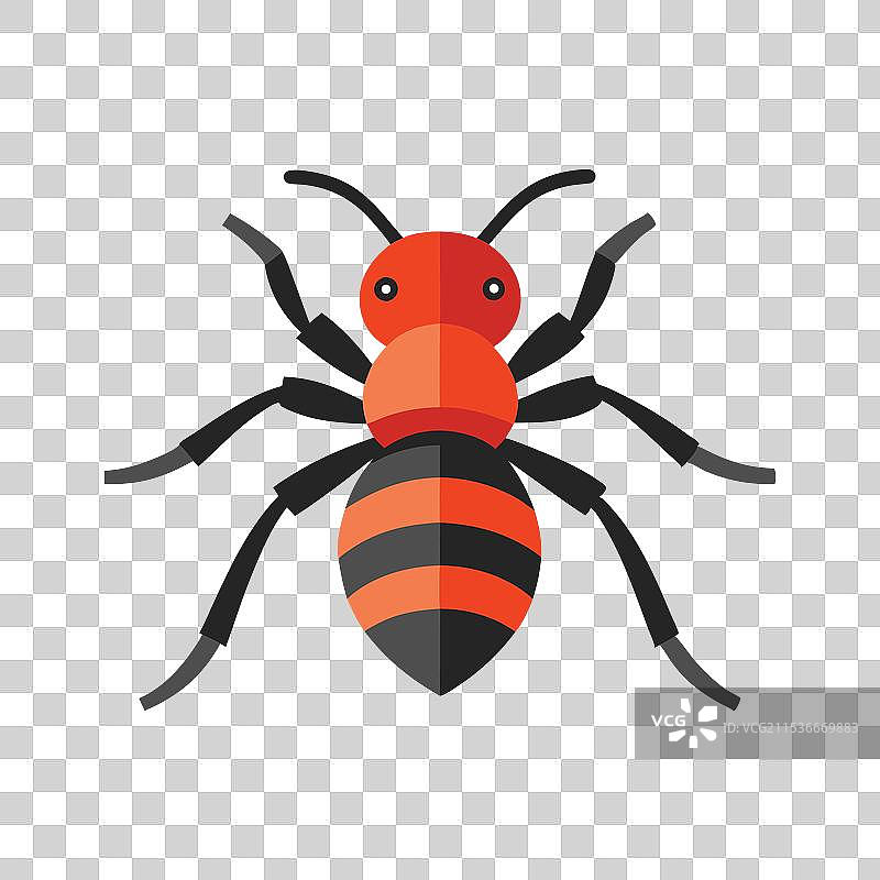 天鹅绒蚂蚁昆虫，孤立在白色背景上图片素材