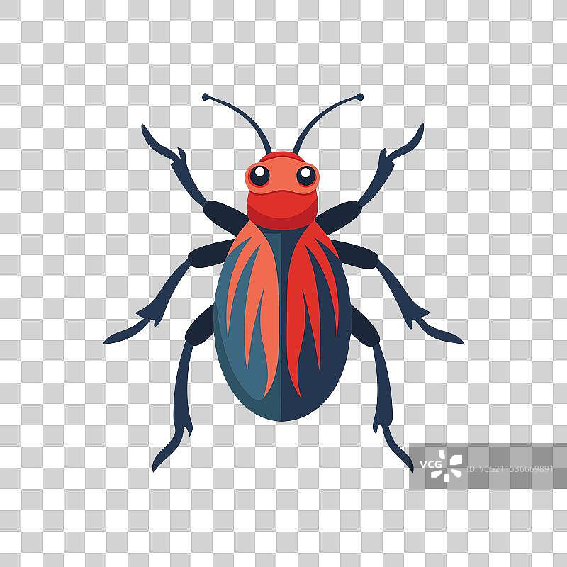 葡萄藤象甲昆虫，孤立在白色背景上图片素材