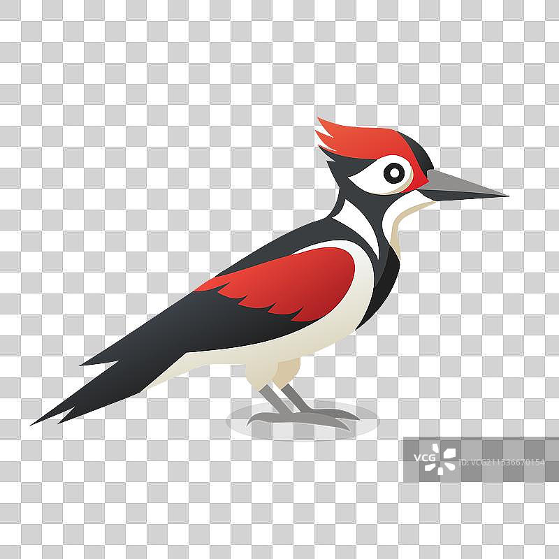 孤立在白色背景上的啄木鸟图片素材