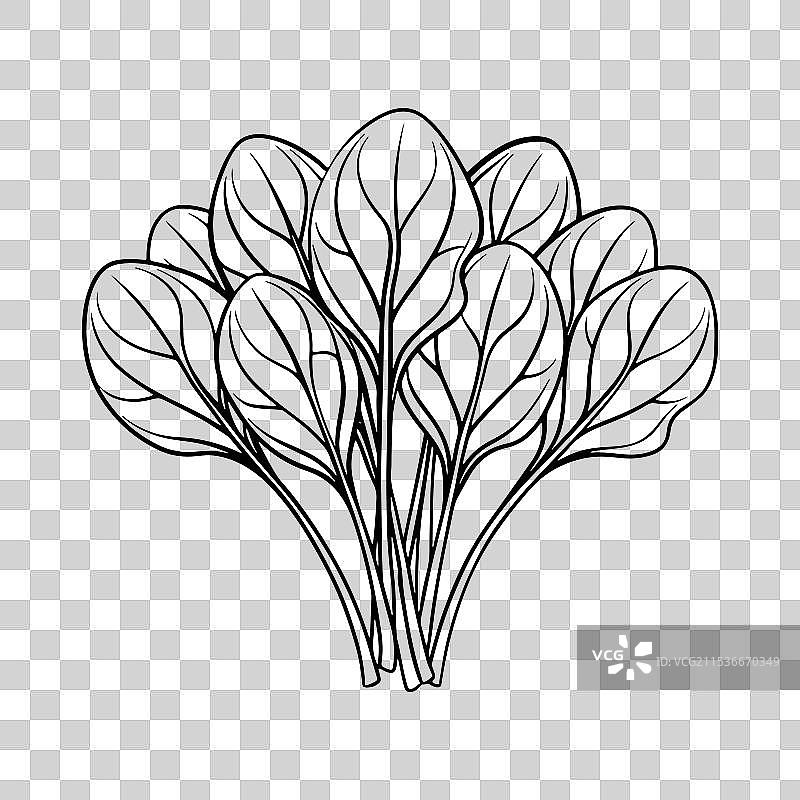 白色背景上的菠菜线条艺术图图片素材