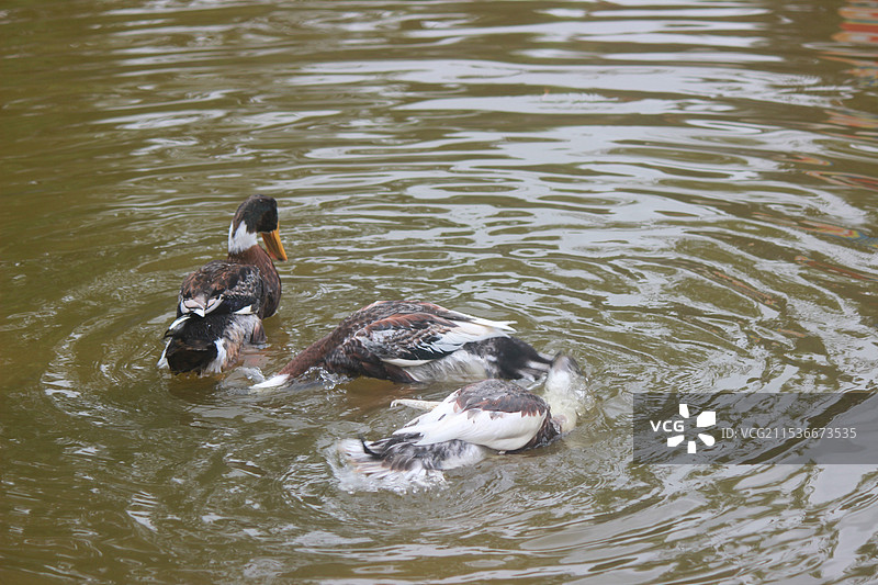 鸭子在水池里嬉戏的特写镜头图片素材