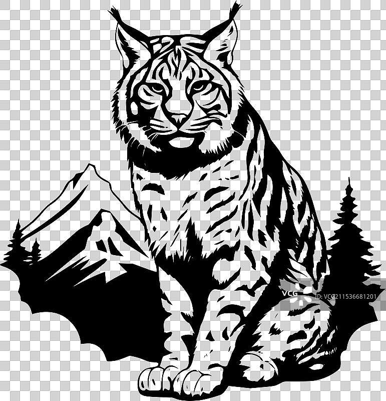 山中的猞猁图像图片素材