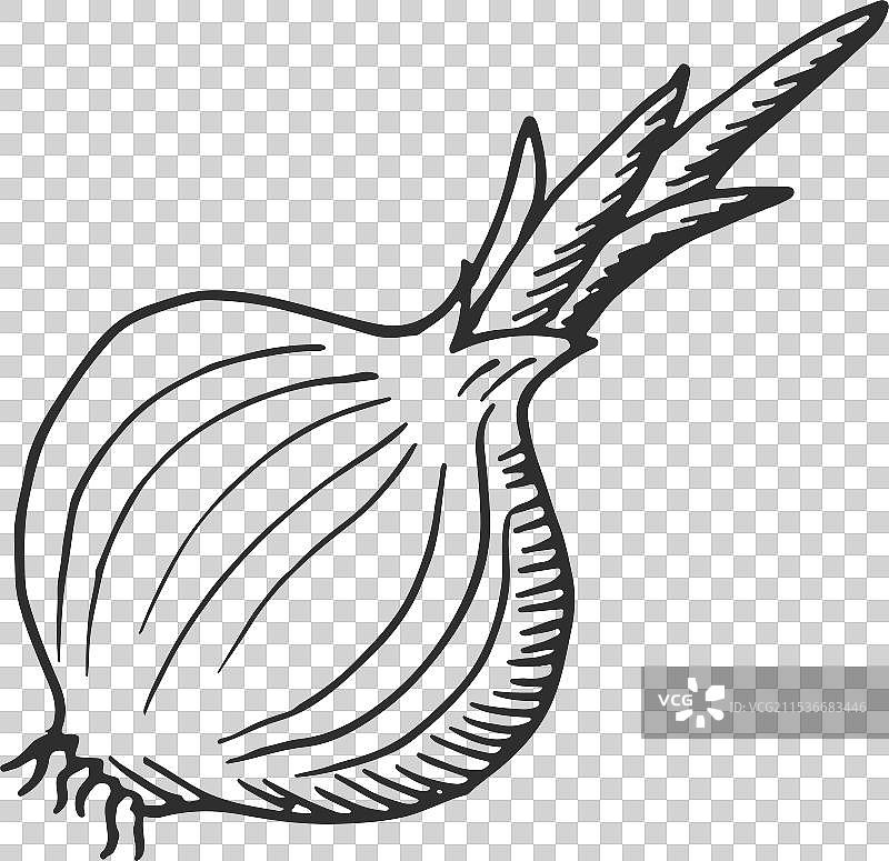 洋葱涂鸦素描新鲜根菜绘画图片素材