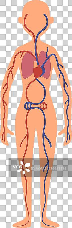 女性身体的血液循环系统图片素材