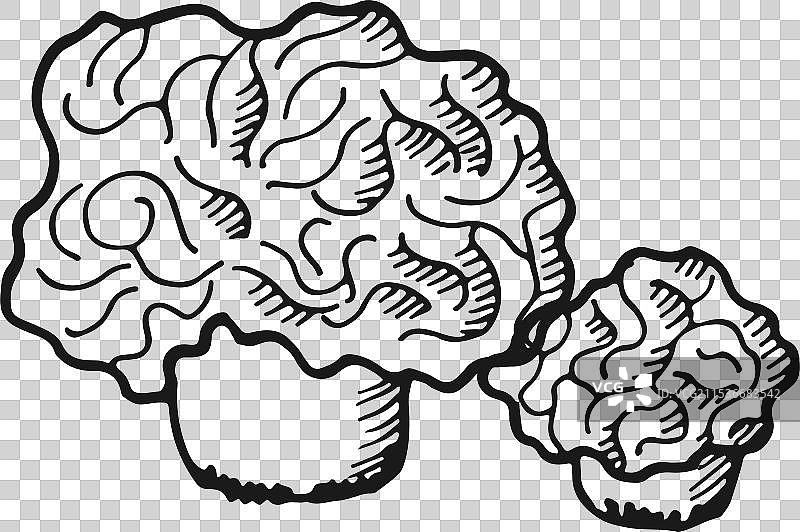 松露美味可食用蘑菇涂鸦图片素材