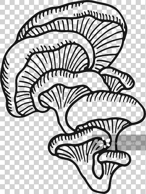 牡蛎伞菌 可食用蘑菇 黑色素描图片素材