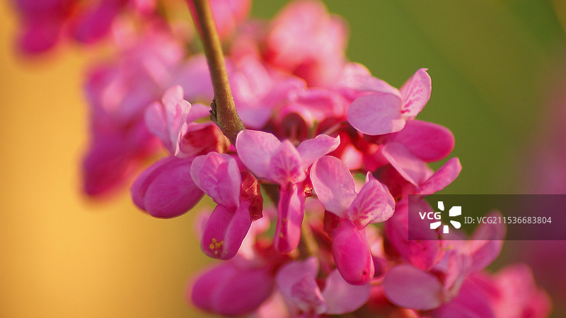春的气息——紫荆花初绽放图片素材