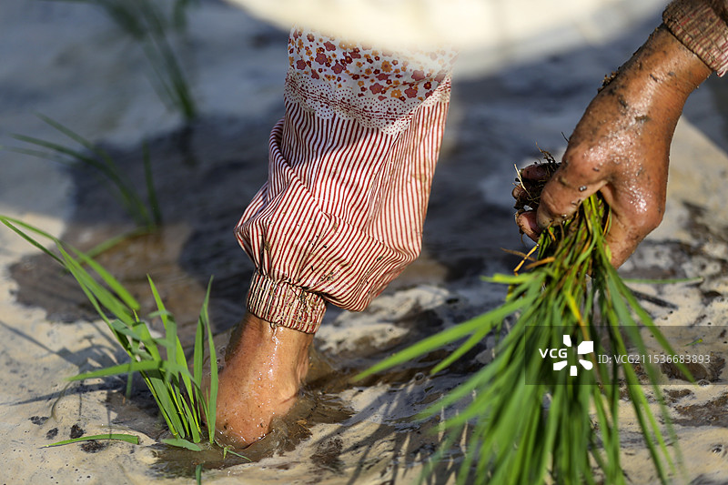 栽下秋的希望图片素材