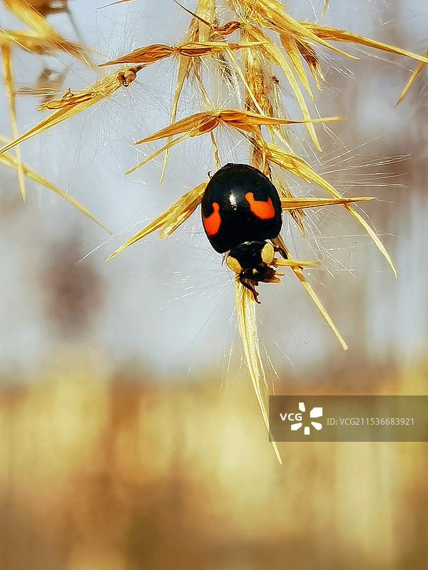 芦花上的小瓢虫，冬季。图片素材