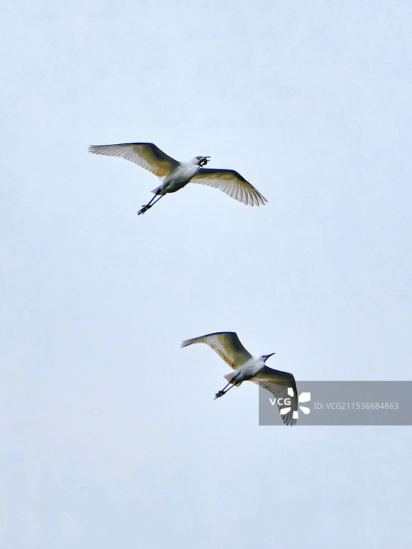 比翼双飞图片素材