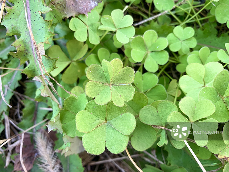 四叶草图片素材