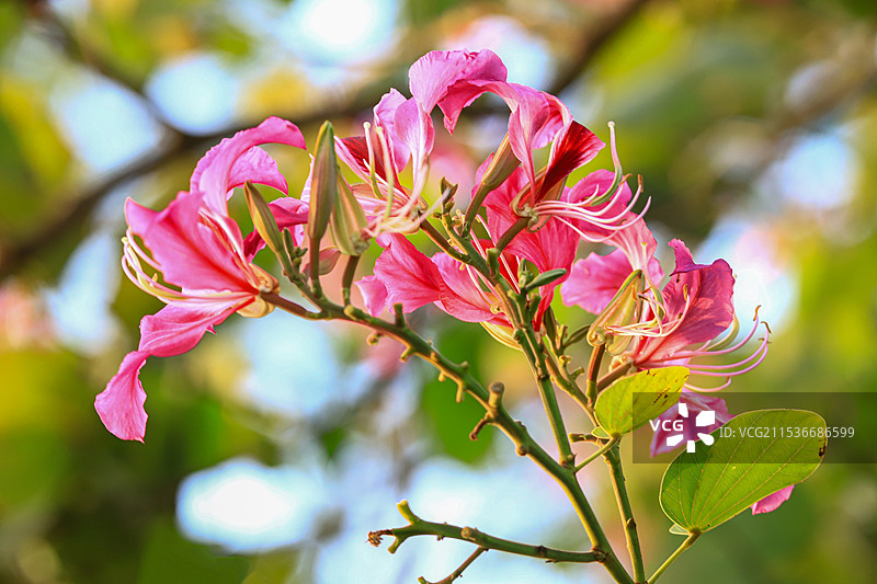 紫荆花图片素材
