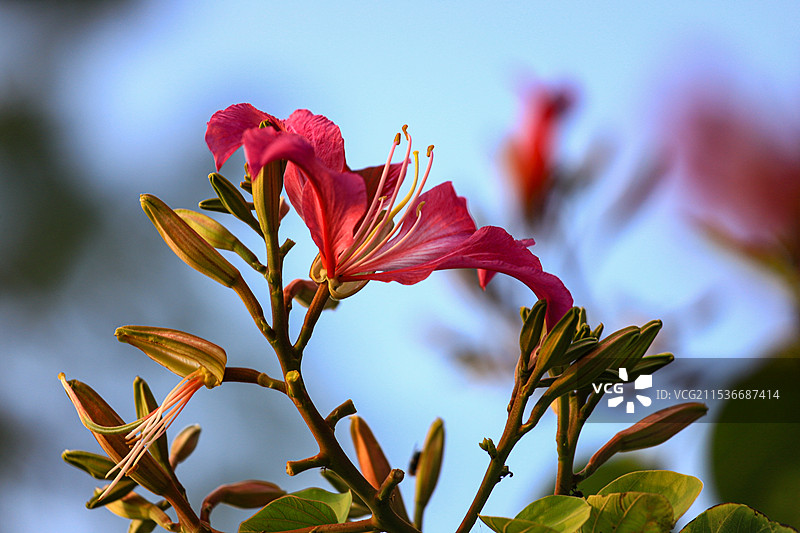 紫荆花图片素材