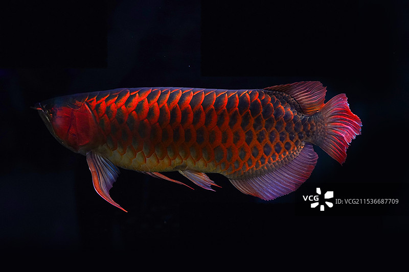 红龙龙鱼图片素材