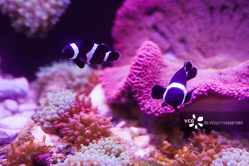 水族馆颜色丰富的珊瑚和热带鱼图片素材