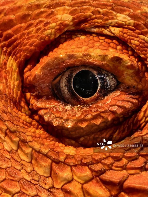 蜥蜴的眼神图片素材
