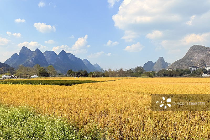 阳朔秋日稻田图片素材