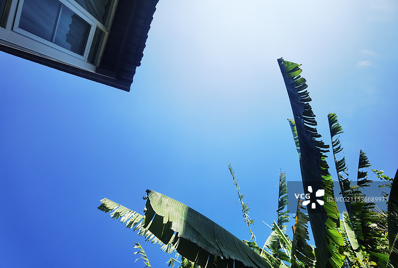 阳光房与芭蕉叶图片素材